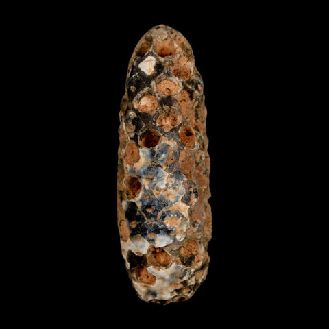XL 2.2" Fossil Pine Cone Equicalastrobus Replaced By Agate Eocene Age Seeds Fruit - Fossil Age Minerals