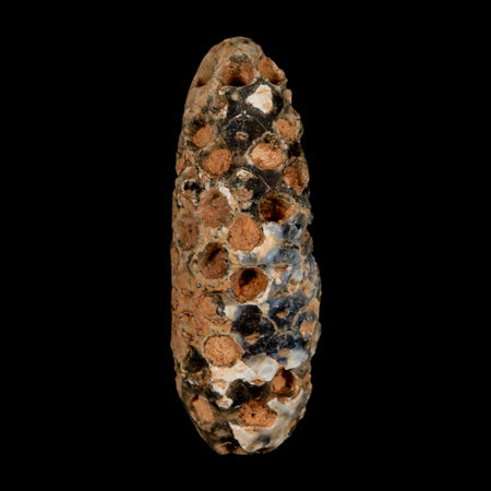 XL 2.2" Fossil Pine Cone Equicalastrobus Replaced By Agate Eocene Age Seeds Fruit