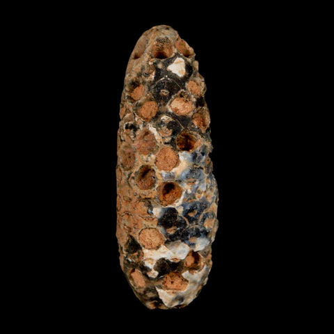 XL 2.2" Fossil Pine Cone Equicalastrobus Replaced By Agate Eocene Age Seeds Fruit - Fossil Age Minerals