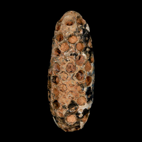 XL 2.2" Fossil Pine Cone Equicalastrobus Replaced By Agate Eocene Age Seeds Fruit - Fossil Age Minerals