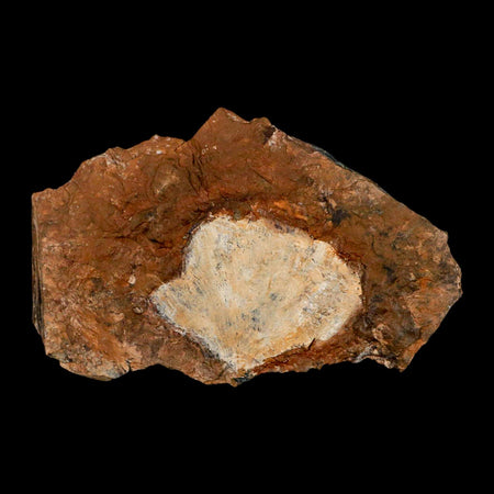 1.8" Detailed Ginkgo Cranei Fossil Plant Leaf Morton County, ND Paleocene Age COA