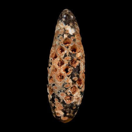 XL 2.3" Fossil Pine Cone Equicalastrobus Replaced By Agate Eocene Age Seeds Fruit