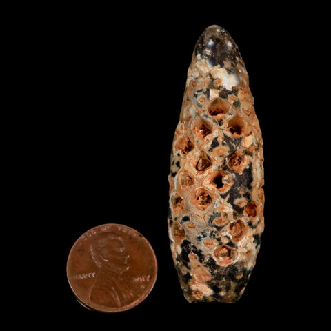 XL 2.3" Fossil Pine Cone Equicalastrobus Replaced By Agate Eocene Age Seeds Fruit - Fossil Age Minerals
