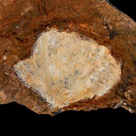 1.8" Detailed Ginkgo Cranei Fossil Plant Leaf Morton County, ND Paleocene Age COA