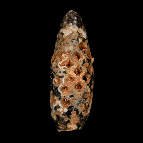 XL 2.3" Fossil Pine Cone Equicalastrobus Replaced By Agate Eocene Age Seeds Fruit - Fossil Age Minerals