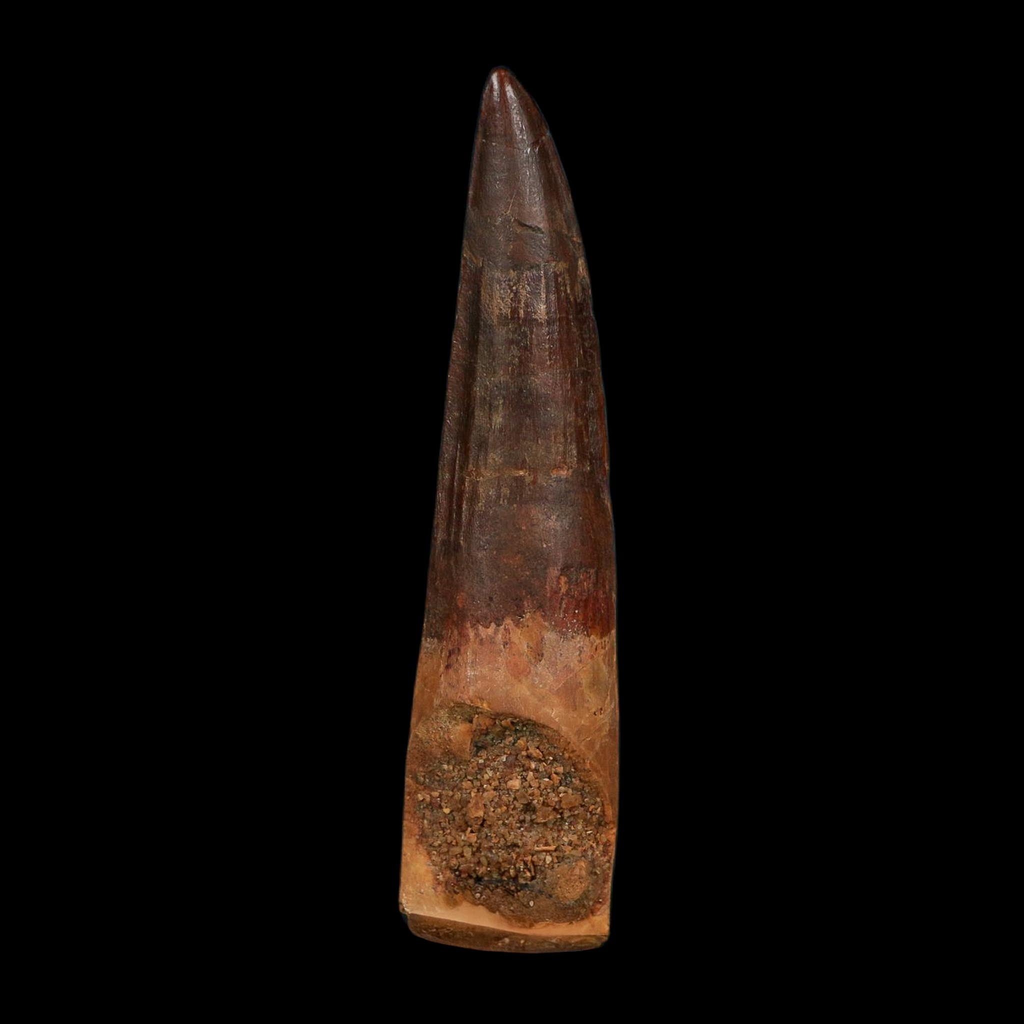 XL 4" Spinosaurus Fossil Tooth 100 Million Years Old Cretaceous Dinosaur COA - Fossil Age Minerals