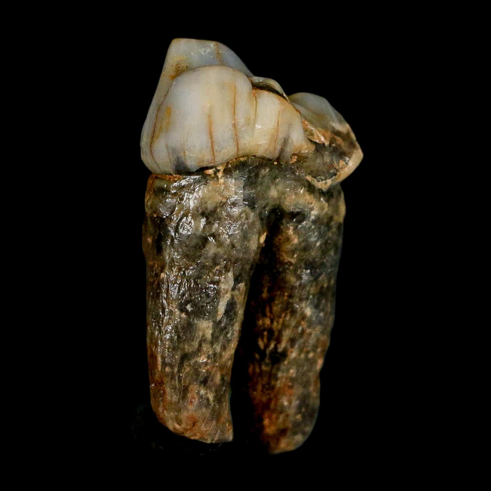1.2" Extinct Cave Bear Ursus Spelaeus Pre-Molar Tooth Rooted Pleistocene Age COA - Fossil Age Minerals