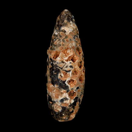XL 2.3" Fossil Pine Cone Equicalastrobus Replaced By Agate Eocene Age Seeds Fruit