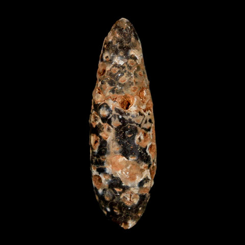 XL 2.3" Fossil Pine Cone Equicalastrobus Replaced By Agate Eocene Age Seeds Fruit - Fossil Age Minerals