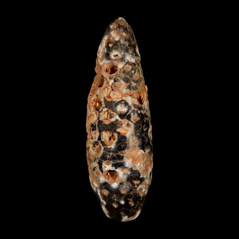 XL 2.3" Fossil Pine Cone Equicalastrobus Replaced By Agate Eocene Age Seeds Fruit - Fossil Age Minerals