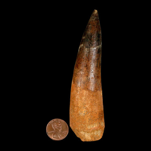 XXL 4.3" Spinosaurus Fossil Tooth 100 Million Years Old Cretaceous Dinosaur COA - Fossil Age Minerals