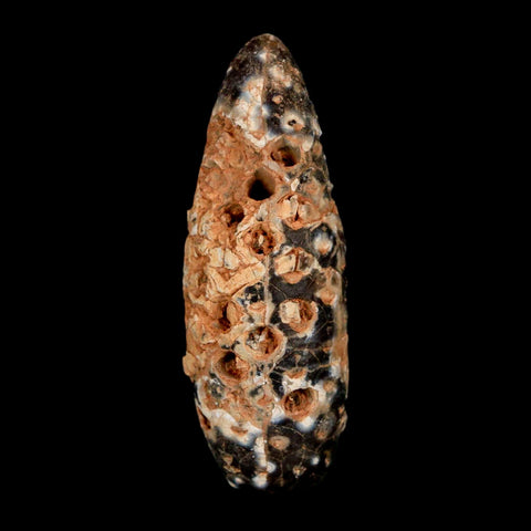 XL 2.3" Fossil Pine Cone Equicalastrobus Replaced By Agate Eocene Age Seeds Fruit - Fossil Age Minerals