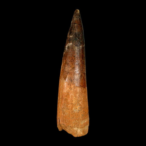 XXL 4.3" Spinosaurus Fossil Tooth 100 Million Years Old Cretaceous Dinosaur COA - Fossil Age Minerals