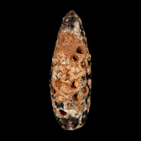 XL 2.3" Fossil Pine Cone Equicalastrobus Replaced By Agate Eocene Age Seeds Fruit - Fossil Age Minerals