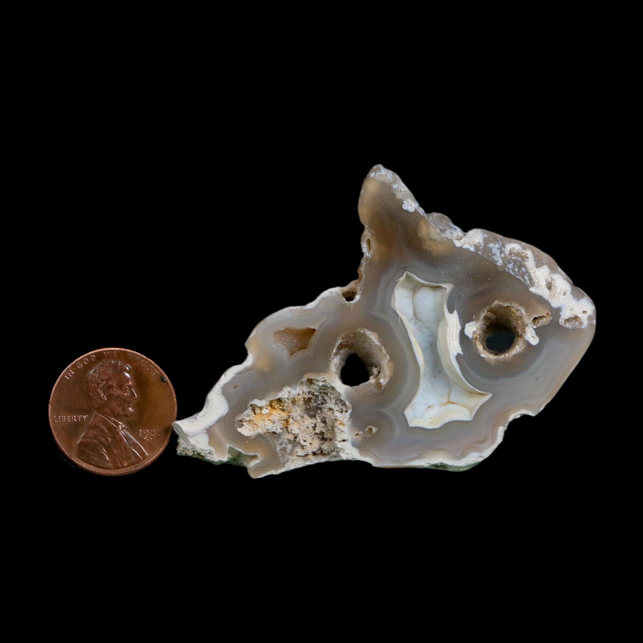 2.5" Agatized Coral Slab Fossil Oligocene and Miocene Epochs Tampa Bay Florida - Fossil Age Minerals
