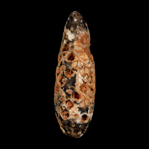 XL 2.3" Fossil Pine Cone Equicalastrobus Replaced By Agate Eocene Age Seeds Fruit - Fossil Age Minerals