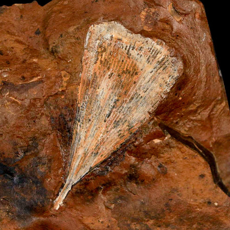 2.1" Detailed Ginkgo Cranei Fossil Plant Leaf Morton County, ND Paleocene Age COA