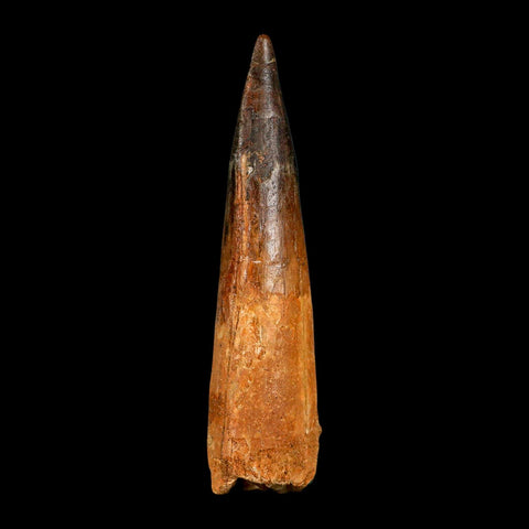 XXL 4.3" Spinosaurus Fossil Tooth 100 Million Years Old Cretaceous Dinosaur COA - Fossil Age Minerals