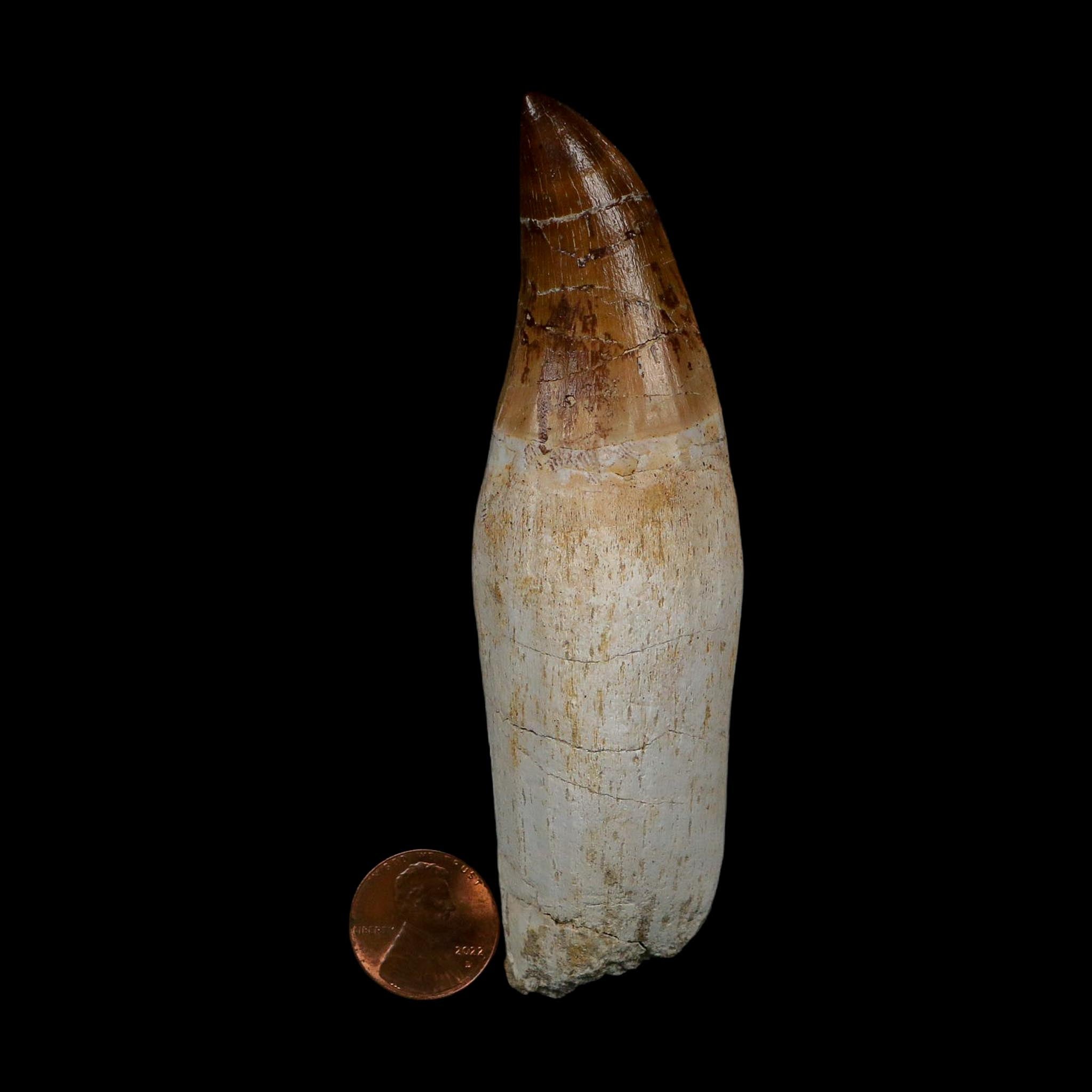 XL 4.3" Mosasaur Prognathodon Fossil Tooth Rooted Cretaceous Dinosaur Era COA