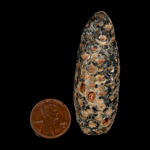 XL 2.2" Fossil Pine Cone Equicalastrobus Replaced By Agate Eocene Age Seeds Fruit - Fossil Age Minerals