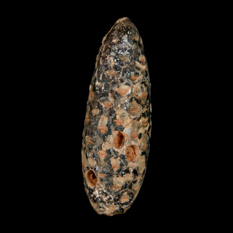 XL 2.2" Fossil Pine Cone Equicalastrobus Replaced By Agate Eocene Age Seeds Fruit - Fossil Age Minerals