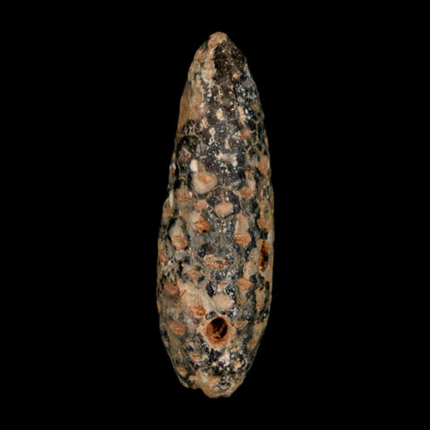 XL 2.2" Fossil Pine Cone Equicalastrobus Replaced By Agate Eocene Age Seeds Fruit - Fossil Age Minerals