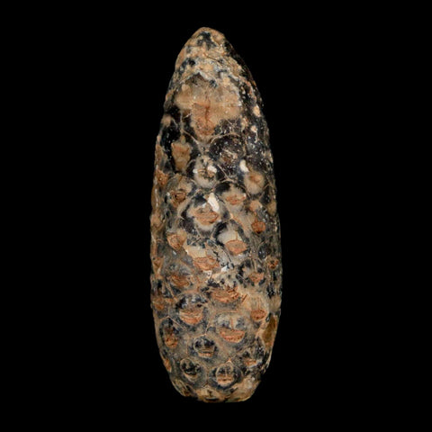 XL 2.2" Fossil Pine Cone Equicalastrobus Replaced By Agate Eocene Age Seeds Fruit - Fossil Age Minerals