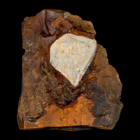 1.8" Detailed Ginkgo Cranei Fossil Plant Leaf Morton County, ND Paleocene Age COA