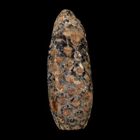 XL 2.2" Fossil Pine Cone Equicalastrobus Replaced By Agate Eocene Age Seeds Fruit - Fossil Age Minerals