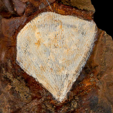 1.8" Detailed Ginkgo Cranei Fossil Plant Leaf Morton County, ND Paleocene Age COA