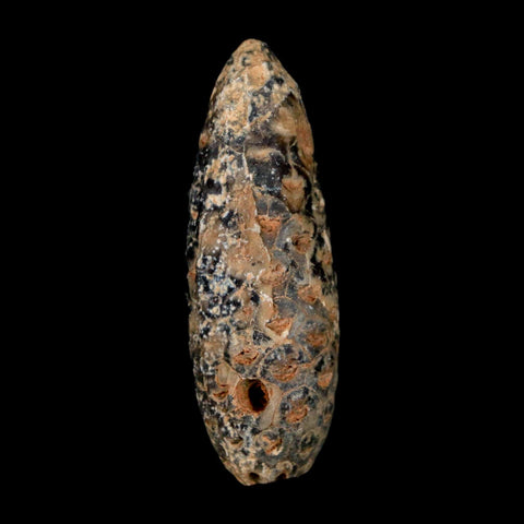 XL 2.2" Fossil Pine Cone Equicalastrobus Replaced By Agate Eocene Age Seeds Fruit - Fossil Age Minerals