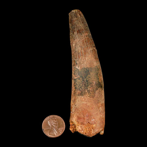 XL 4.1" Spinosaurus Fossil Tooth 100 Million Years Old Cretaceous Dinosaur COA - Fossil Age Minerals