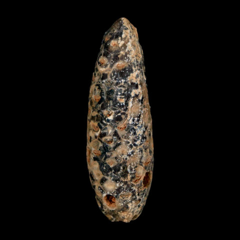 XL 2.2" Fossil Pine Cone Equicalastrobus Replaced By Agate Eocene Age Seeds Fruit - Fossil Age Minerals