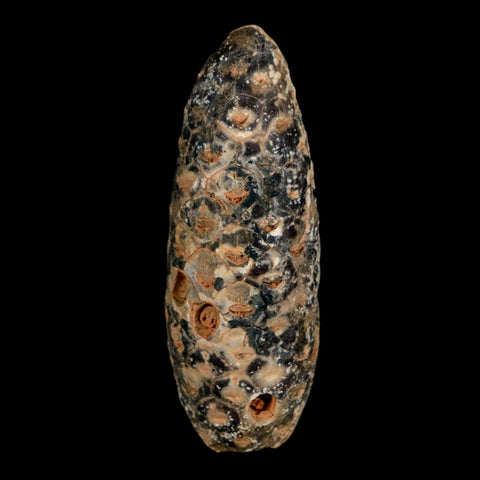 XL 2.2" Fossil Pine Cone Equicalastrobus Replaced By Agate Eocene Age Seeds Fruit - Fossil Age Minerals