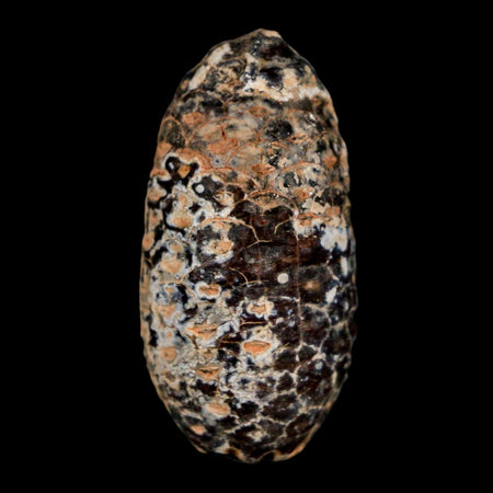 1.8" Fossil Pine Cone Equicalastrobus Replaced By Agate Eocene Age Seeds Fruit