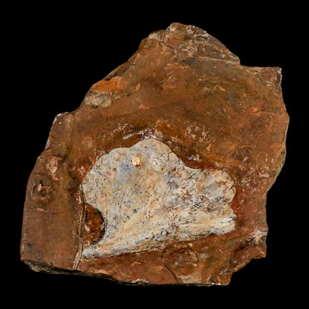 1.9" Detailed Ginkgo Cranei Fossil Plant Leaf Morton County, ND Paleocene Age COA