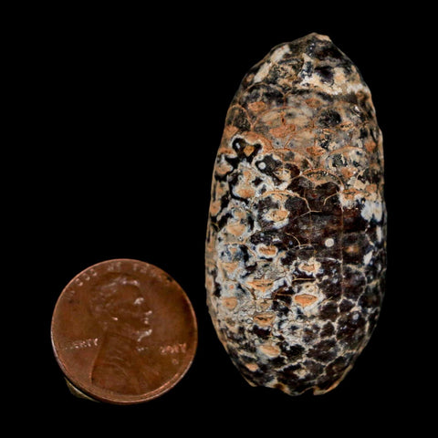 1.8" Fossil Pine Cone Equicalastrobus Replaced By Agate Eocene Age Seeds Fruit - Fossil Age Minerals