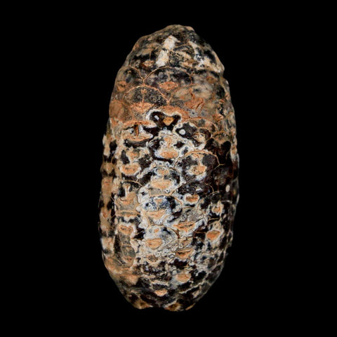 1.8" Fossil Pine Cone Equicalastrobus Replaced By Agate Eocene Age Seeds Fruit - Fossil Age Minerals