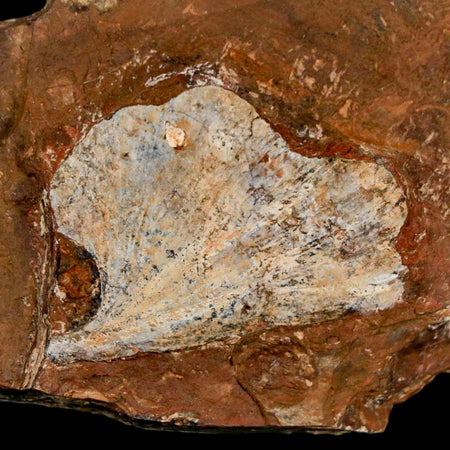 1.9" Detailed Ginkgo Cranei Fossil Plant Leaf Morton County, ND Paleocene Age COA