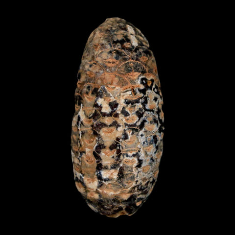 1.8" Fossil Pine Cone Equicalastrobus Replaced By Agate Eocene Age Seeds Fruit - Fossil Age Minerals