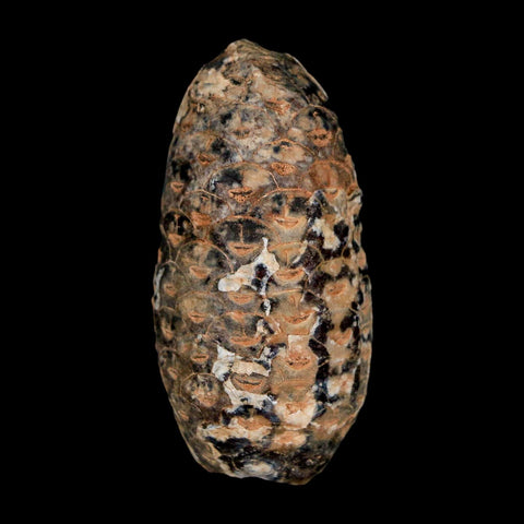 1.8" Fossil Pine Cone Equicalastrobus Replaced By Agate Eocene Age Seeds Fruit - Fossil Age Minerals
