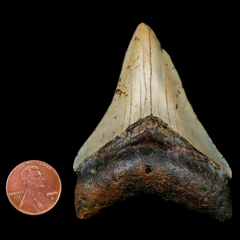 2.6" Quality Megalodon Shark Tooth Serrated Fossil Natural Miocene Age COA - Fossil Age Minerals