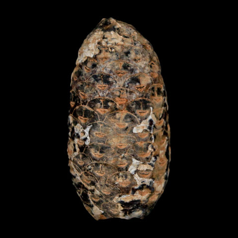1.8" Fossil Pine Cone Equicalastrobus Replaced By Agate Eocene Age Seeds Fruit - Fossil Age Minerals