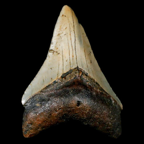 2.6" Quality Megalodon Shark Tooth Serrated Fossil Natural Miocene Age COA - Fossil Age Minerals