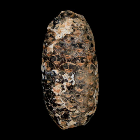1.8" Fossil Pine Cone Equicalastrobus Replaced By Agate Eocene Age Seeds Fruit - Fossil Age Minerals