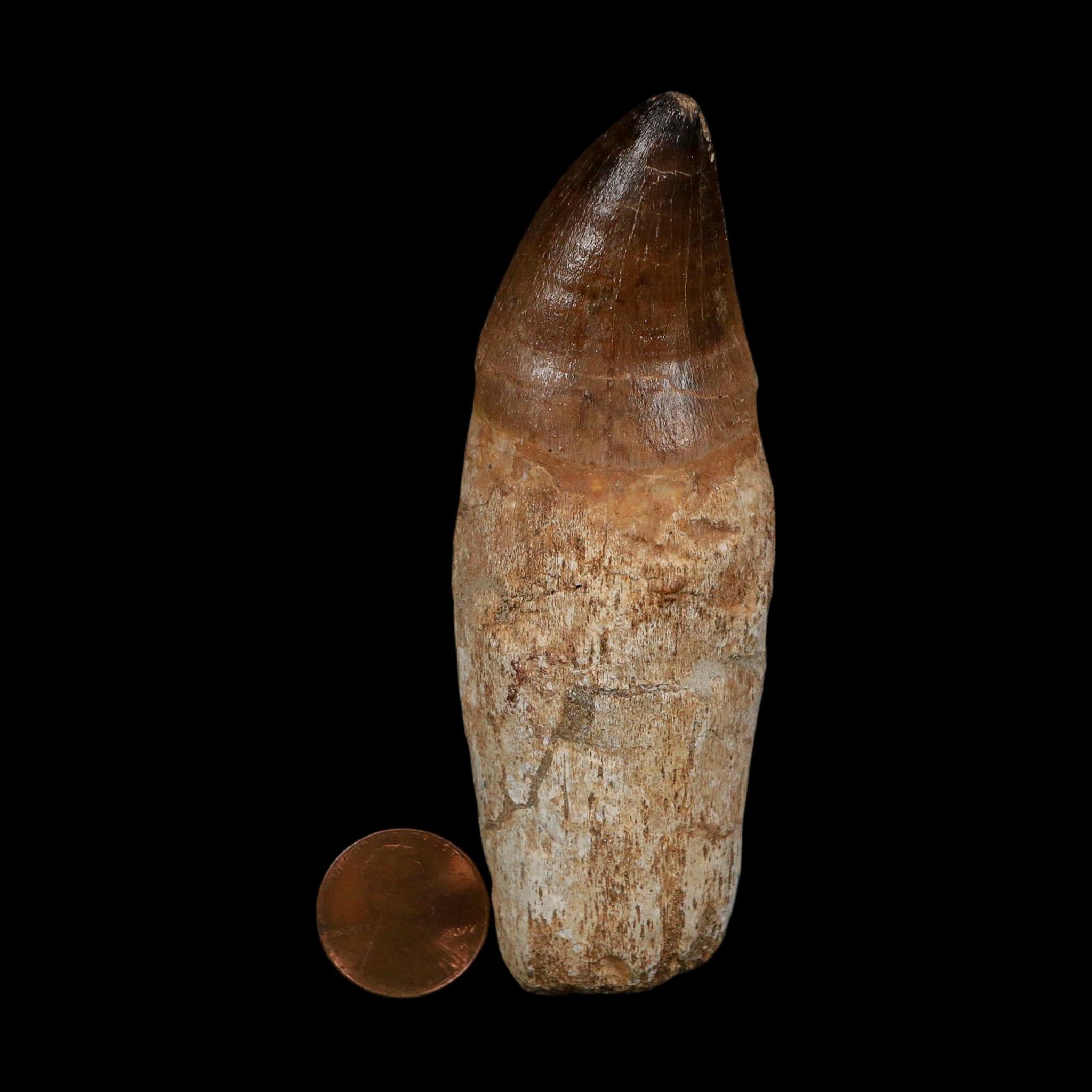 XL 3.8" Mosasaur Prognathodon Fossil Tooth Rooted Cretaceous Dinosaur Era COA