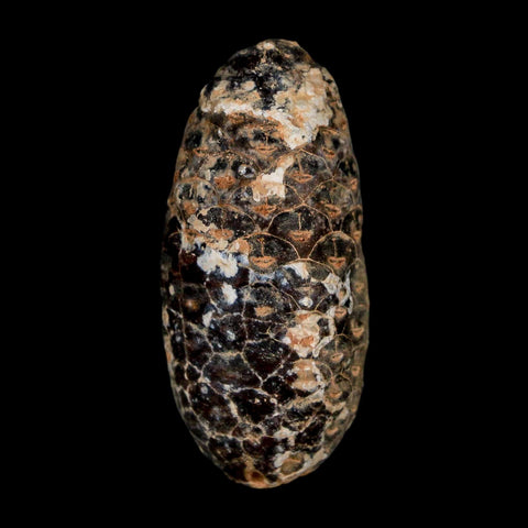 1.8" Fossil Pine Cone Equicalastrobus Replaced By Agate Eocene Age Seeds Fruit - Fossil Age Minerals
