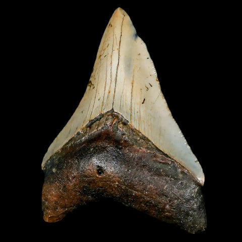 2.6" Quality Megalodon Shark Tooth Serrated Fossil Natural Miocene Age COA - Fossil Age Minerals