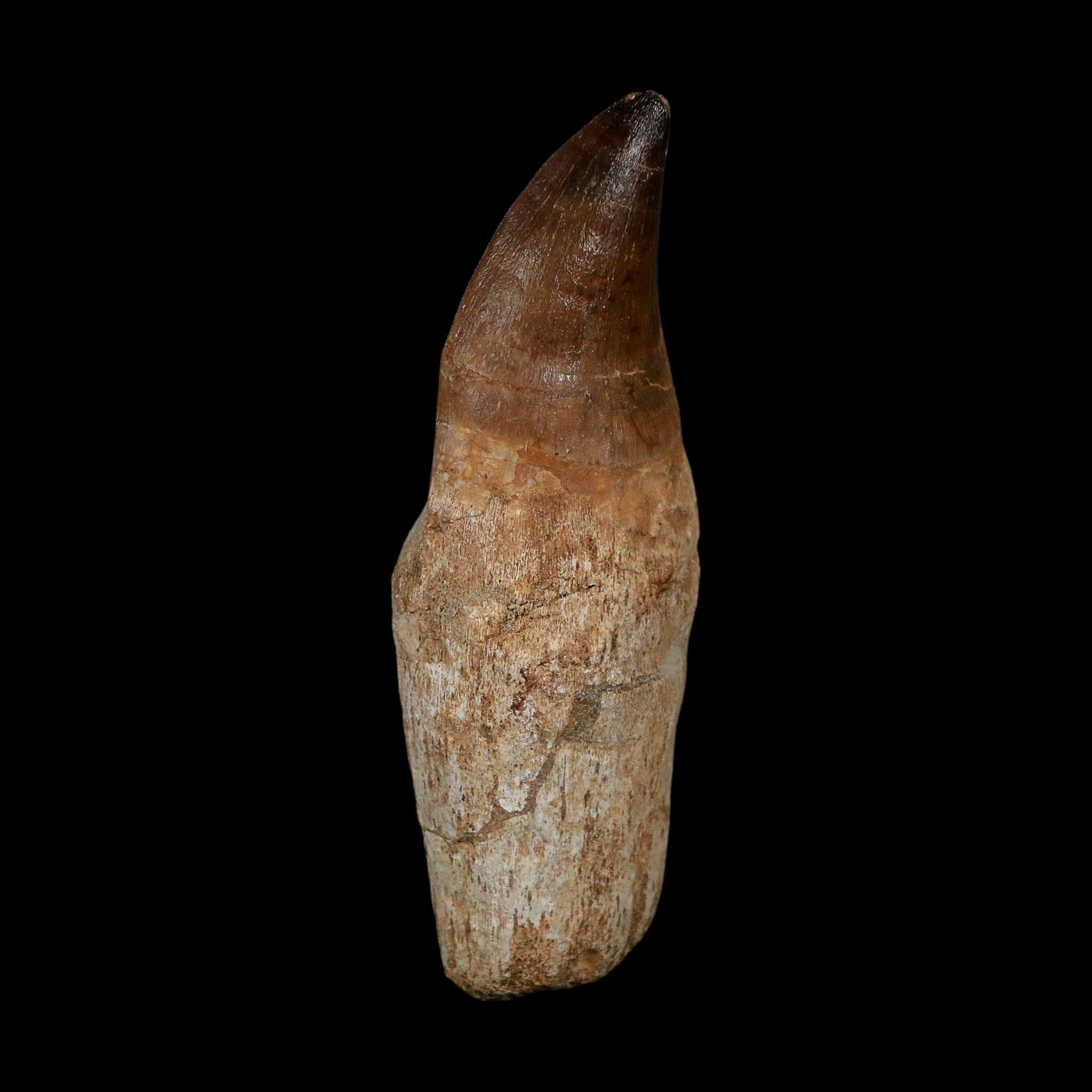 XL 3.8" Mosasaur Prognathodon Fossil Tooth Rooted Cretaceous Dinosaur Era COA