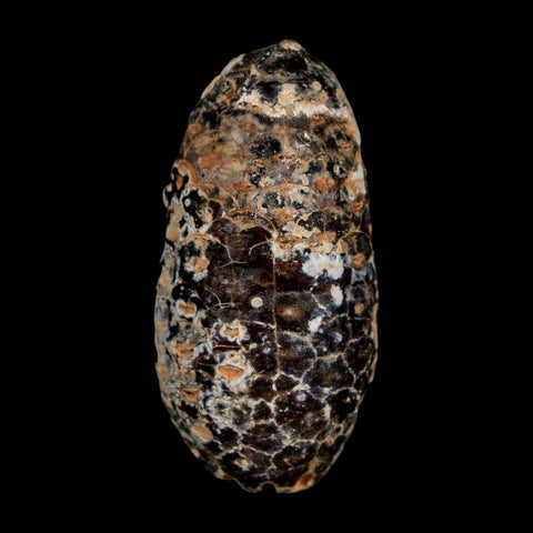 1.8" Fossil Pine Cone Equicalastrobus Replaced By Agate Eocene Age Seeds Fruit - Fossil Age Minerals
